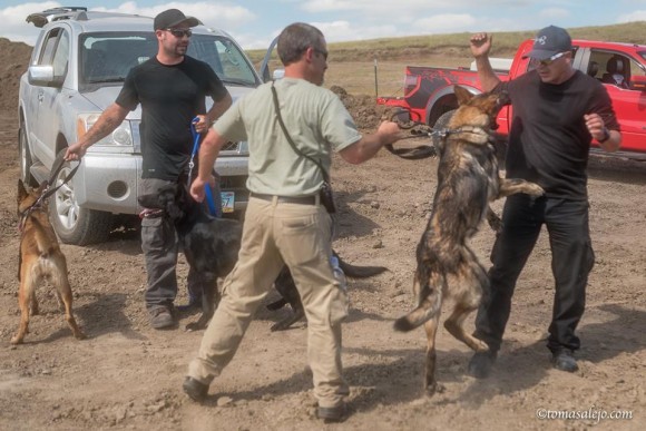 Dakota-Access-Pipeline-private-security-guards-getting-dogs-excited-to-attack-Indigenous-Water-Protectos.-FB-page-of-Teko-e1472996394864